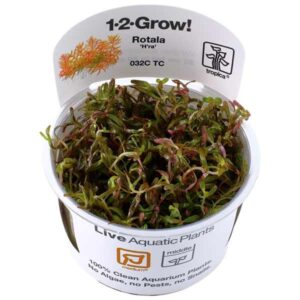Tropica 1-2-Grow! Rotala rotundifolia 'H'ra' Stem Pot
