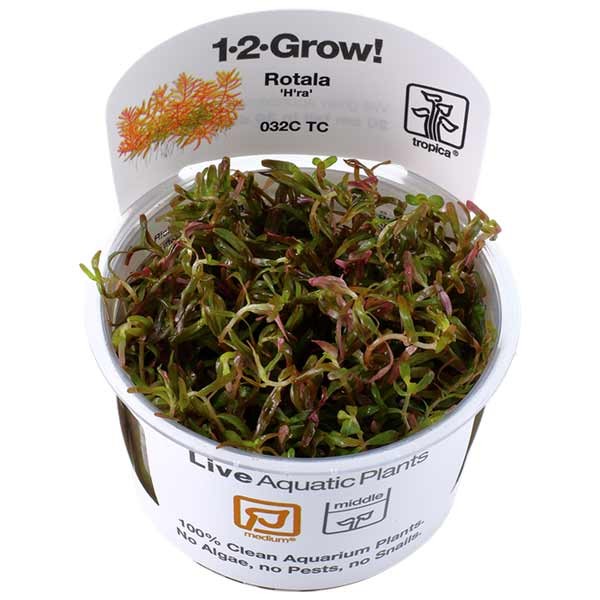 Tropica 1-2-Grow! Rotala rotundifolia 'H'ra' Stem Pot 1 Tropica 1-2-Grow! Rotala rotundifolia 'H'ra' Stem Pot
