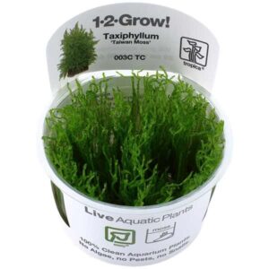 Tropica 1-2-Grow! Taxiphyllum alternans 'Taiwan' Moss Pot