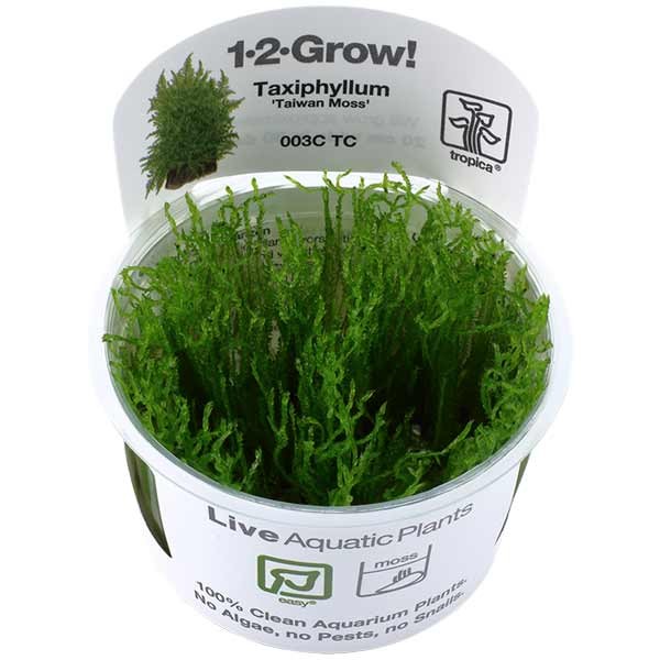 Tropica 1-2-Grow! Taxiphyllum alternans 'Taiwan' Moss Pot 1 Tropica 1-2-Grow! Taxiphyllum alternans 'Taiwan' Moss Pot