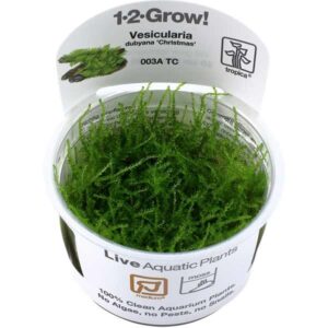 Tropica 1-2-Grow! Vesicularia montagnei 'Christmas' Moss Pot