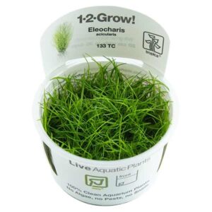 Tropica 1-2-Grow! EleocHaris acicularis Stolon Pot
