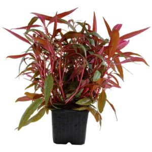 Tropica Alternanthera reineckii Pink Stem Large Motherplant