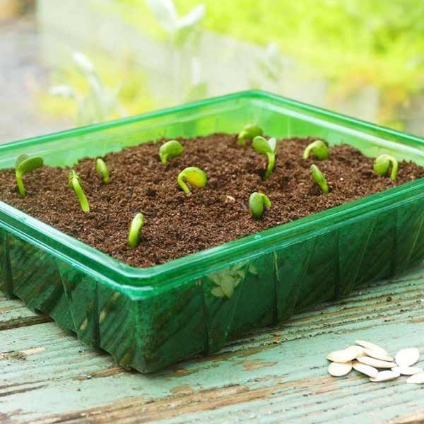 Gro-Sure Visiroot Half Seed Trays 8 Pack 3 Gro-Sure Visiroot Half Seed Trays 8 Pack - Image 3