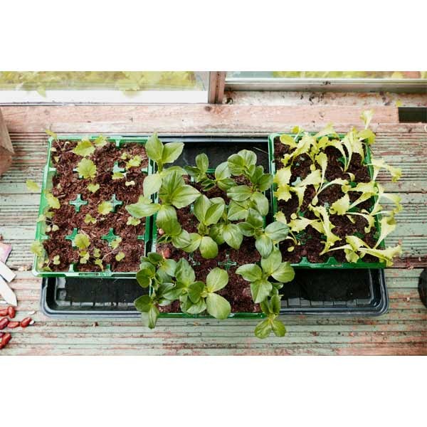 Gro-Sure Visiroot 12 Cell 8 Pack 2 Gro-Sure Visiroot 12 Cell 8 Pack - Image 2