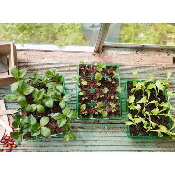 Gro-Sure Visiroot 12 Cell 8 Pack 5 Gro-Sure Visiroot 12 Cell 8 Pack - Image 5