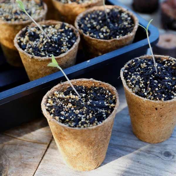Gro-Sure Fibre Pots Round 6cm 24 Pack 4 Gro-Sure Fibre Pots Round 6cm 24 Pack - Image 4
