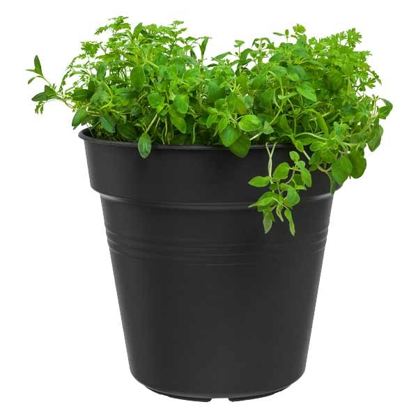 Elho Green Basics Growpot Living Black 8cm 10 Pack 3 Elho Green Basics Growpot Living Black 8cm 10 Pack - Image 3