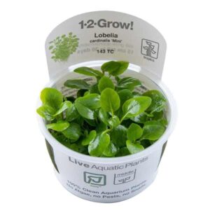 Tropica 1-2-Grow! Lobelia cardinalis 'Mini' Stem Pot