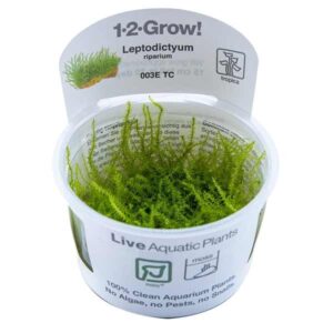 Tropica 1-2-Grow! Leptodictyum riparium Moss Pot