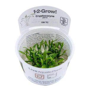 Tropica 1-2-Grow! Cryptocoryne parva Rosulate Pot