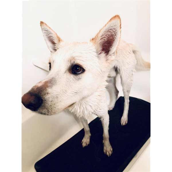 Rosewood Tall Tails Wet Paws Bath Mat 100cmx40cm 6 Rosewood Tall Tails Wet Paws Bath Mat 100cmx40cm - Image 6
