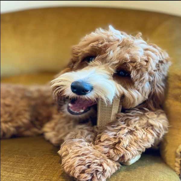 Bamboodles Dog T-Bone Bamboo+Nylon Chew Chicken Medium (6") 2 Bamboodles Dog T-Bone Bamboo+Nylon Chew Chicken Medium (6") - Image 2