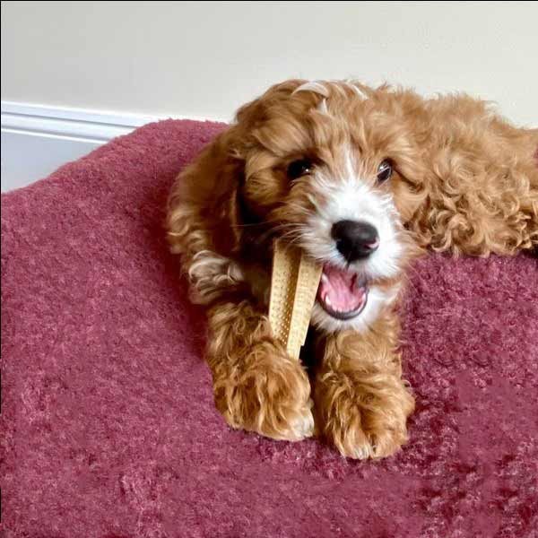 Bamboodles Dog T-Bone Bamboo+Nylon Chew Beef Small (4") 3 Bamboodles Dog T-Bone Bamboo+Nylon Chew Beef Small (4") - Image 3