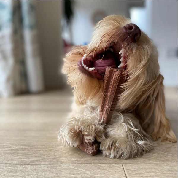 Bamboodles Dog T-Bone Bamboo+Nylon Chew Chicken Small (4") 2 Bamboodles Dog T-Bone Bamboo+Nylon Chew Chicken Small (4") - Image 2