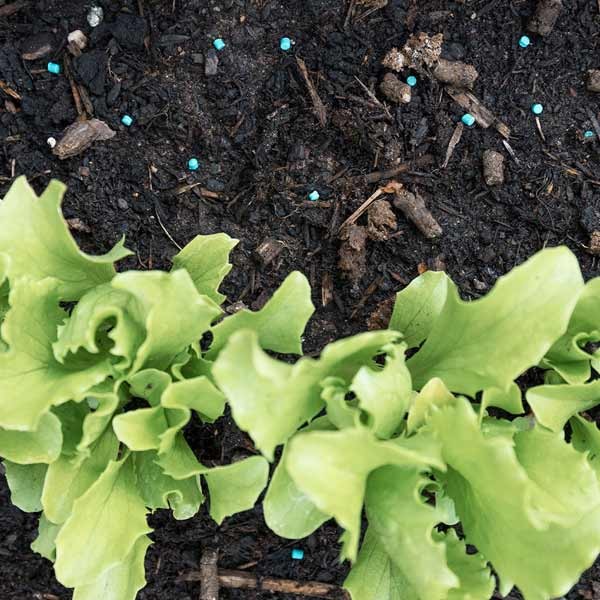 Growing Success Slug Killer Advanced 500g 4 Growing Success Slug Killer Advanced 500g - Image 4