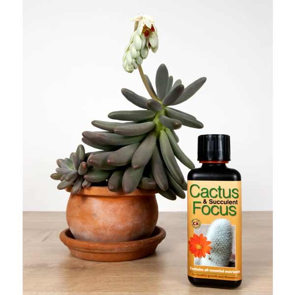 Growth Technology Cactus & Succulent Focus 100ml 2 Growth Technology Cactus & Succulent Focus 100ml - Image 2