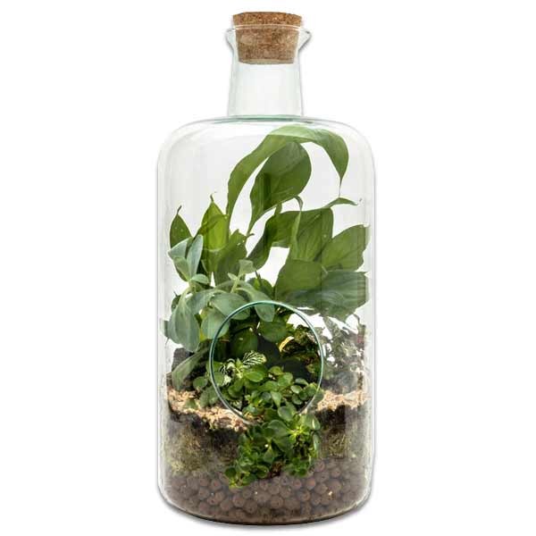 Growth Technology Terrarium Bovey Large 3 Growth Technology Terrarium Bovey Large - Image 3