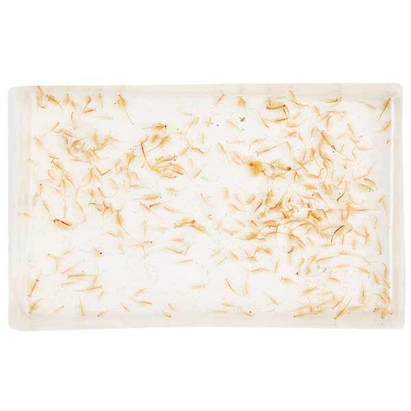 Home Delivery Live Brine Shrimp (Artemia) 100ml 1 Home Delivery Live Brine Shrimp (Artemia) 100ml
