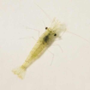 Home Delivery Live River Shrimp 100ml