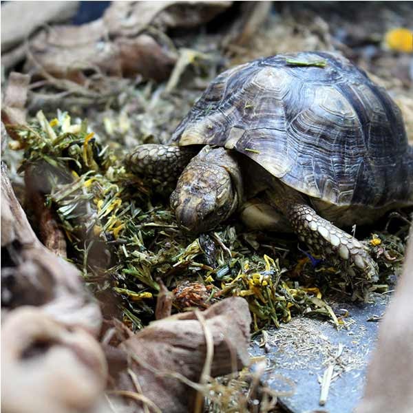 Arcadia EarthPro Optimised52 Freshly Pressed Tortoise Food 250g 5 Arcadia EarthPro Optimised52 Freshly Pressed Tortoise Food 250g - Image 5
