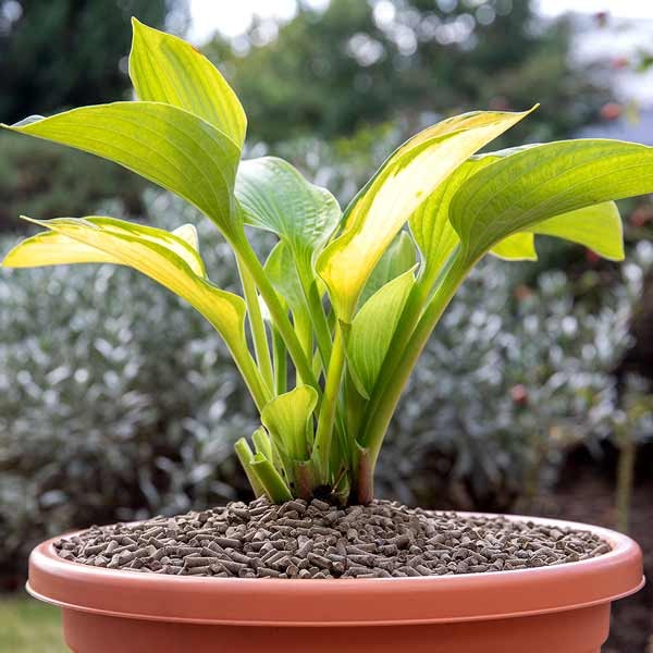 Growing Success Slug Stop Pellet Barrier 2.25kg 6 Growing Success Slug Stop Pellet Barrier 2.25kg - Image 6
