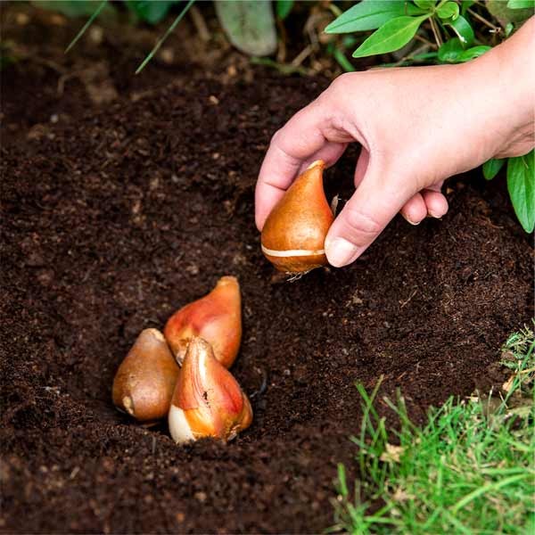 Westland Bulb Planting & Potting Mix Peat Free 10 Litres 3 Westland Bulb Planting & Potting Mix Peat Free 10 Litres - Image 3