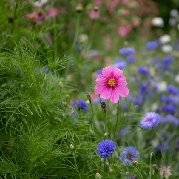 Unwins Cosmos Gazebo Mix Seeds 2 Unwins Cosmos Gazebo Mix Seeds - Image 2