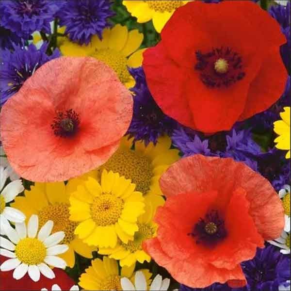 Unwins Cutflower Special Mix Seeds 2 Unwins Cutflower Special Mix Seeds - Image 2