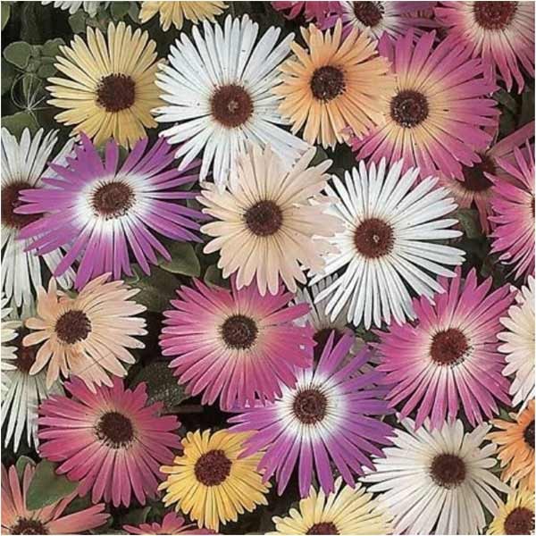 Unwins Livingstone Daisy Tapestry Mix Seeds 2 Unwins Livingstone Daisy Tapestry Mix Seeds - Image 2