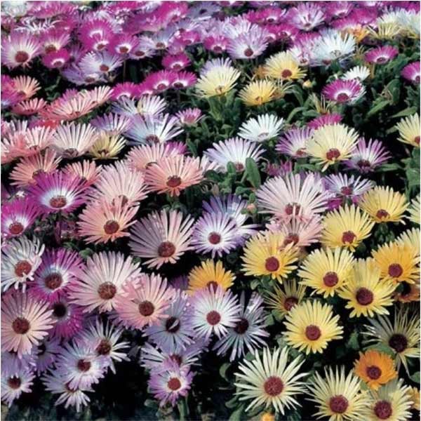 Unwins Livingstone Daisy Tapestry Mix Seeds 3 Unwins Livingstone Daisy Tapestry Mix Seeds - Image 3