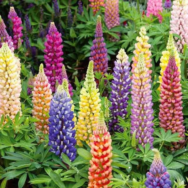Unwins Lupin Russell Mix Seeds 2 Unwins Lupin Russell Mix Seeds - Image 2