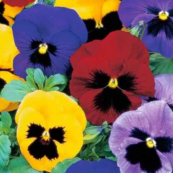 Unwins Pansy Winter Flowering Seeds 2 Unwins Pansy Winter Flowering Seeds - Image 2