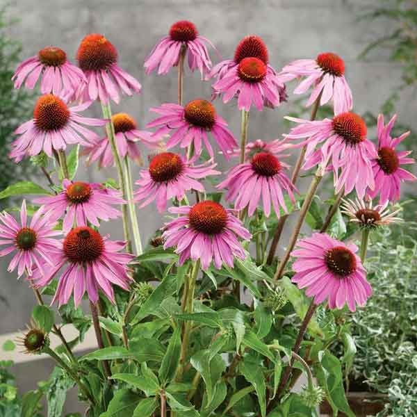 Unwins Nature's Haven Echinacea Purpurea Leuchstern Wildflower Seeds 2 Unwins Nature's Haven Echinacea Purpurea Leuchstern Wildflower Seeds - Image 2