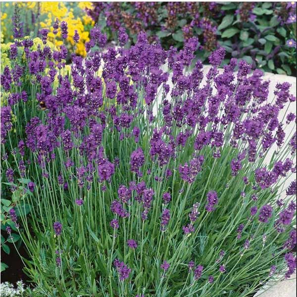 Unwins Nature's Haven Lavender Munstead Seeds 2 Unwins Nature's Haven Lavender Munstead Seeds - Image 2
