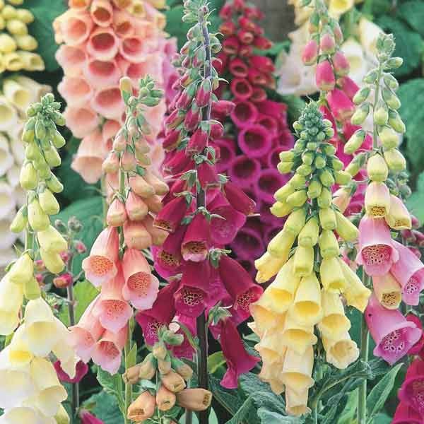 Unwins Nature's Haven Foxglove Woodlanders Flower Seeds 2 Unwins Nature's Haven Foxglove Woodlanders Flower Seeds - Image 2
