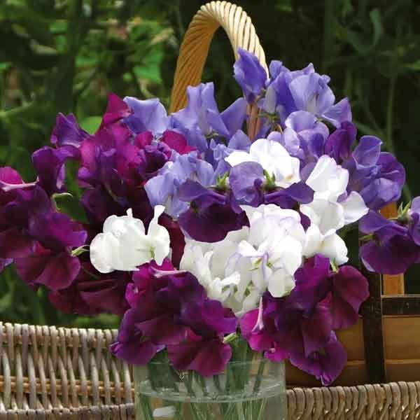 Unwins Sweet Pea 'Misty Mountains' Seeds 2 Unwins Sweet Pea 'Misty Mountains' Seeds - Image 2