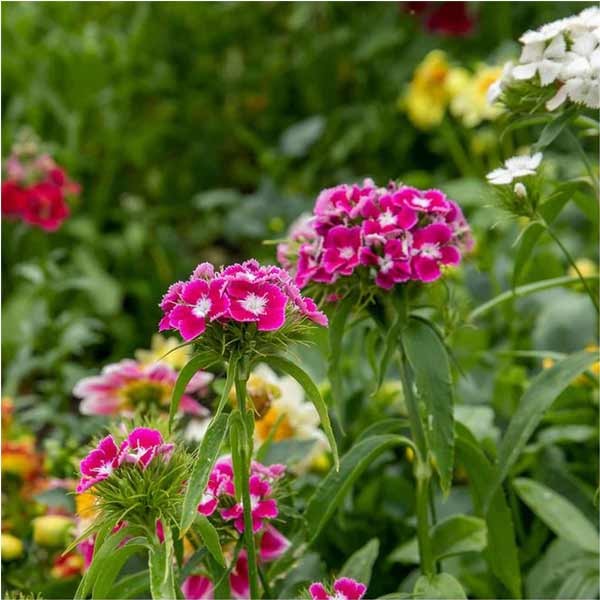 Unwins Sweet William Early Summer Scented Seeds 2 Unwins Sweet William Early Summer Scented Seeds - Image 2