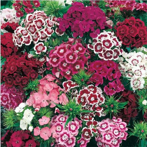 Unwins Sweet William Early Summer Scented Seeds 3 Unwins Sweet William Early Summer Scented Seeds - Image 3