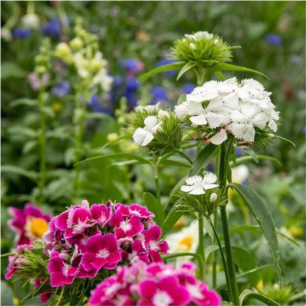 Unwins Sweet William Early Summer Scented Seeds 4 Unwins Sweet William Early Summer Scented Seeds - Image 4