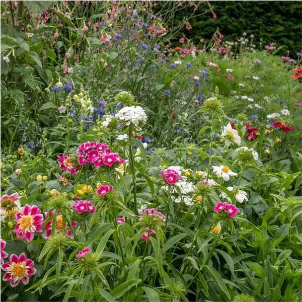 Unwins Sweet William Early Summer Scented Seeds 5 Unwins Sweet William Early Summer Scented Seeds - Image 5