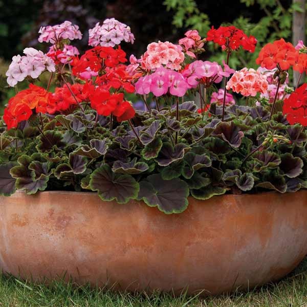 Unwins Geranium Horizon Shadow Seeds 2 Unwins Geranium Horizon Shadow Seeds - Image 2