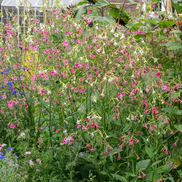 Unwins Nicotiana Whisper Mix Seeds 2 Unwins Nicotiana Whisper Mix Seeds - Image 2