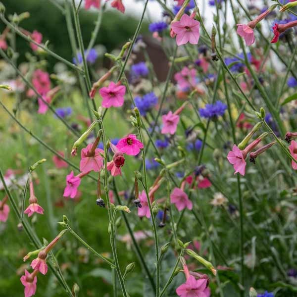 Unwins Nicotiana Whisper Mix Seeds 3 Unwins Nicotiana Whisper Mix Seeds - Image 3