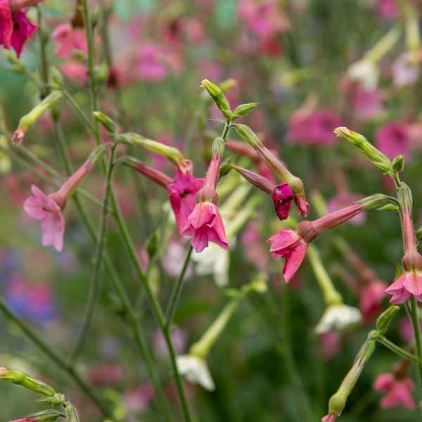 Unwins Nicotiana Whisper Mix Seeds 4 Unwins Nicotiana Whisper Mix Seeds - Image 4
