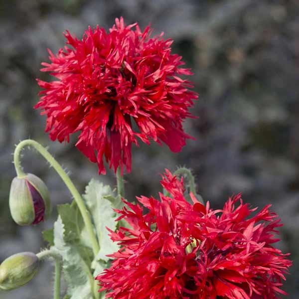Unwins Poppy Laciniatum Crimson Feathers Seeds 2 Unwins Poppy Laciniatum Crimson Feathers Seeds - Image 2