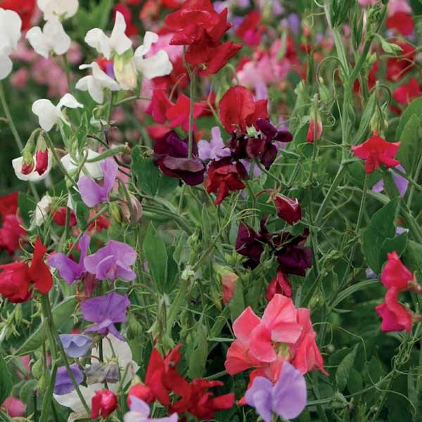 Unwins Sweet Pea 120 Years Seeds 2 Unwins Sweet Pea 120 Years Seeds - Image 2