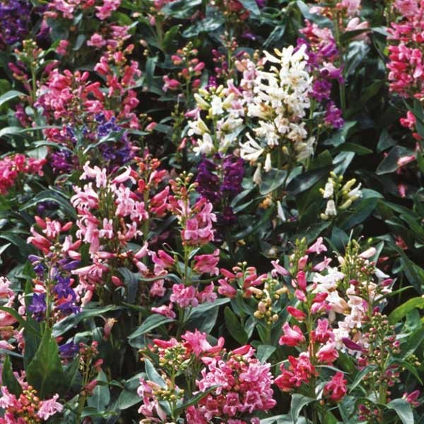 Unwins Penstemon Barbatus Mix Seeds 2 Unwins Penstemon Barbatus Mix Seeds - Image 2