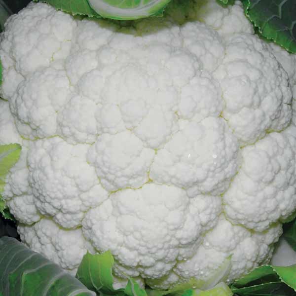 Unwins Cauliflower Skywalker F1 Seeds 2 Unwins Cauliflower Skywalker F1 Seeds - Image 2