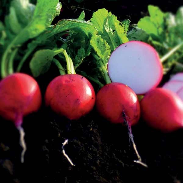 Unwins Radish Donato F1 Seeds 2 Unwins Radish Donato F1 Seeds - Image 2
